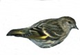 tzocuil_carduelis pinus.jpg (6 Ko)